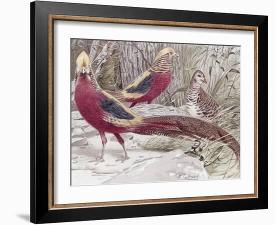 Gold Pheasant-Wilhelm Kuhnert-Framed Giclee Print