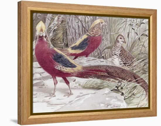 Gold Pheasant-Wilhelm Kuhnert-Framed Premier Image Canvas