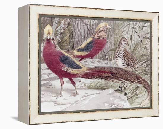 Gold Pheasant-Wilhelm Kuhnert-Framed Premier Image Canvas