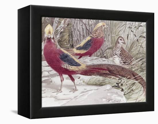 Gold Pheasant-Wilhelm Kuhnert-Framed Premier Image Canvas