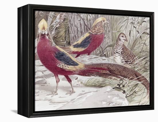 Gold Pheasant-Wilhelm Kuhnert-Framed Premier Image Canvas