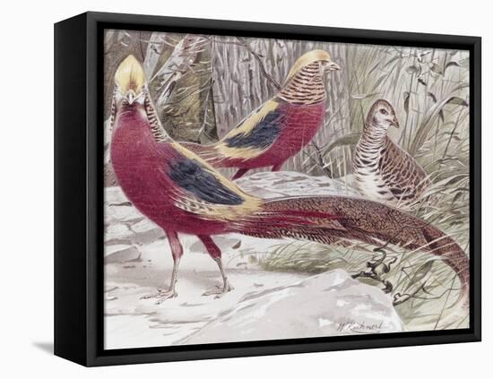 Gold Pheasant-Wilhelm Kuhnert-Framed Premier Image Canvas