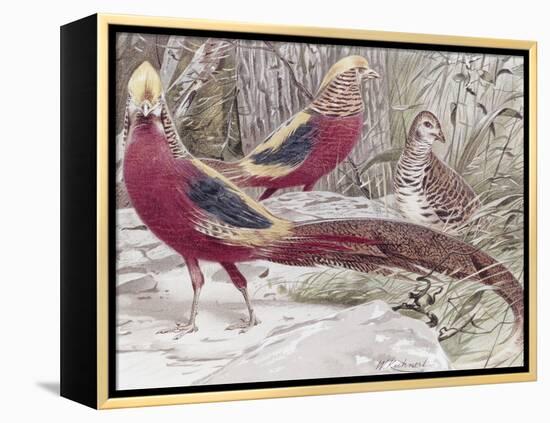 Gold Pheasant-Wilhelm Kuhnert-Framed Premier Image Canvas