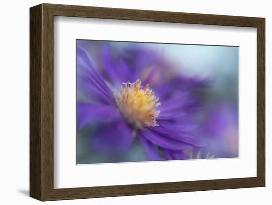 Gold & Purple in the Mist III-Gillian Hunt-Framed Photographic Print