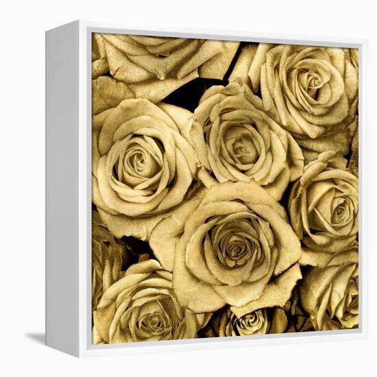 Gold Roses-Kate Bennett-Framed Stretched Canvas