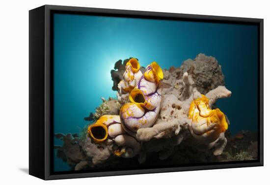 Gold-Sea Squirts in the Reef, Polycarpa Aurata, Ambon, the Moluccas, Indonesia-Reinhard Dirscherl-Framed Premier Image Canvas