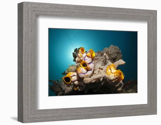 Gold-Sea Squirts in the Reef, Polycarpa Aurata, Ambon, the Moluccas, Indonesia-Reinhard Dirscherl-Framed Photographic Print