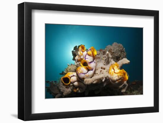 Gold-Sea Squirts in the Reef, Polycarpa Aurata, Ambon, the Moluccas, Indonesia-Reinhard Dirscherl-Framed Photographic Print