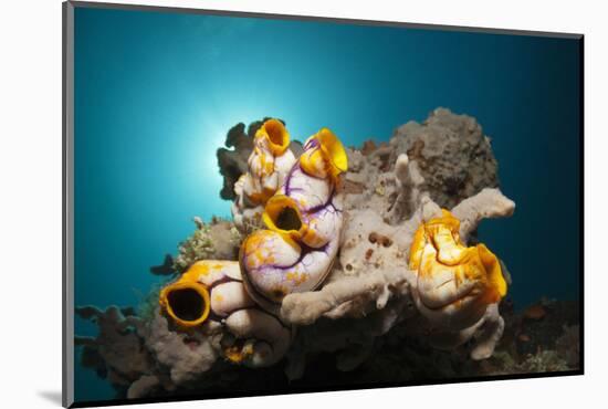 Gold-Sea Squirts in the Reef, Polycarpa Aurata, Ambon, the Moluccas, Indonesia-Reinhard Dirscherl-Mounted Photographic Print