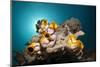 Gold-Sea Squirts in the Reef, Polycarpa Aurata, Ambon, the Moluccas, Indonesia-Reinhard Dirscherl-Mounted Photographic Print