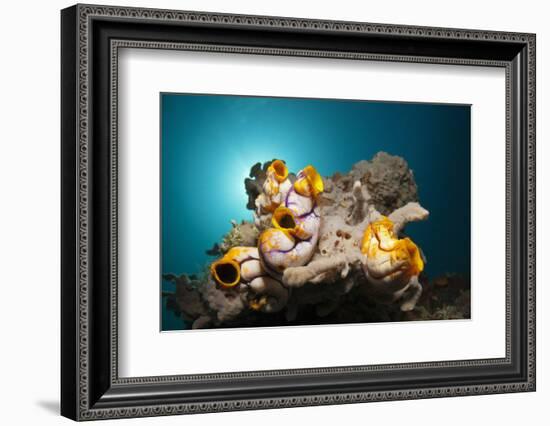Gold-Sea Squirts in the Reef, Polycarpa Aurata, Ambon, the Moluccas, Indonesia-Reinhard Dirscherl-Framed Photographic Print