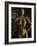 Gold Series Laura Stone-Daniel Stanford-Framed Art Print