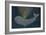 Gold Spraying Whale-Cora Niele-Framed Giclee Print