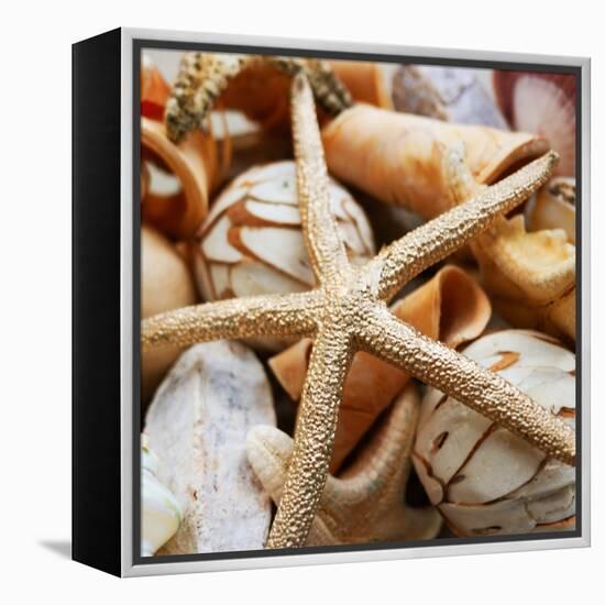 Gold Starfish I-Susan Bryant-Framed Premier Image Canvas