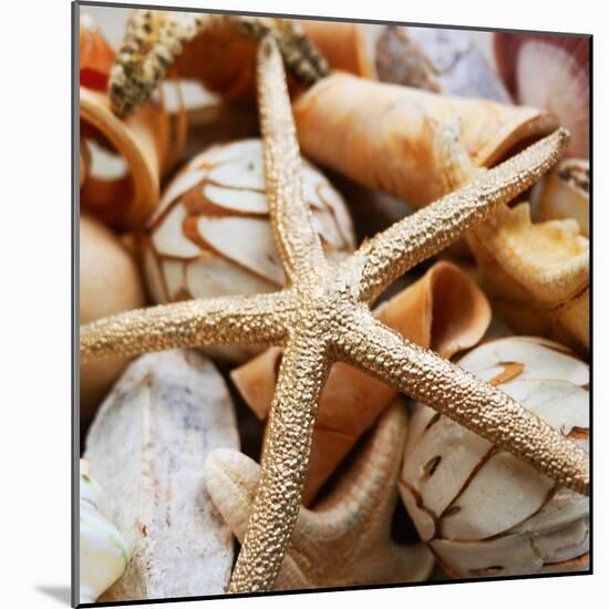 Gold Starfish I-Susan Bryant-Mounted Photographic Print