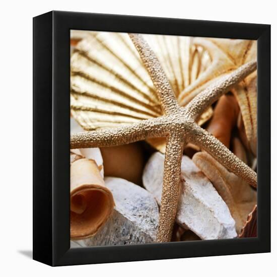 Gold Starfish II-Susan Bryant-Framed Stretched Canvas