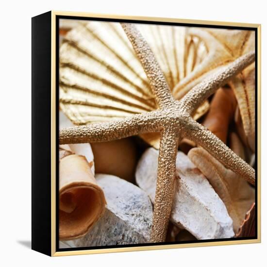 Gold Starfish II-Susan Bryant-Framed Stretched Canvas