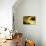 Gold Street Bird-Alan Hausenflock-Photographic Print displayed on a wall