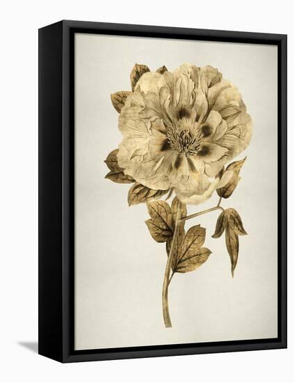 Gold Tulip I-Kate Bennett-Framed Stretched Canvas