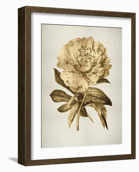 Gold Tulip II-Kate Bennett-Framed Art Print