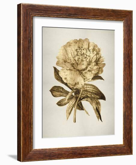 Gold Tulip II-Kate Bennett-Framed Art Print