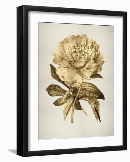 Gold Tulip II-Kate Bennett-Framed Art Print