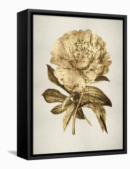 Gold Tulip II-Kate Bennett-Framed Stretched Canvas