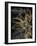 Golden Abstract Floral Mate-Milli Villa-Framed Art Print