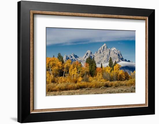 Golden aspen trees and Cathedral Group, Grand Teton National Park.-Adam Jones-Framed Photographic Print