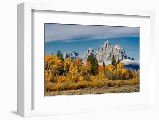 Golden aspen trees and Cathedral Group, Grand Teton National Park.-Adam Jones-Framed Photographic Print