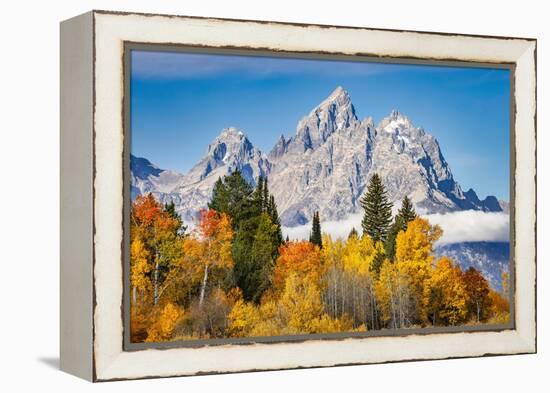 Golden aspen trees and Cathedral Group, Grand Teton National Park.-Adam Jones-Framed Premier Image Canvas