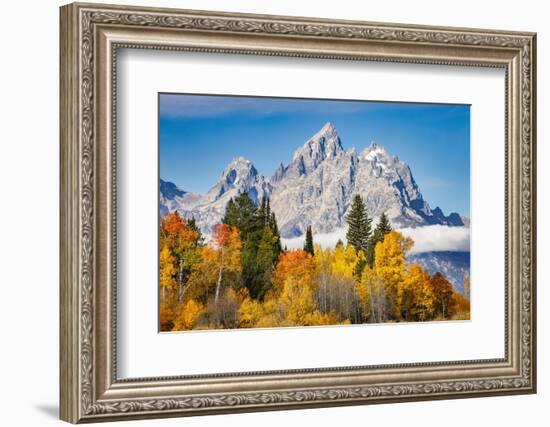 Golden aspen trees and Cathedral Group, Grand Teton National Park.-Adam Jones-Framed Photographic Print