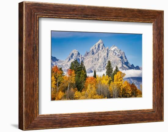 Golden aspen trees and Cathedral Group, Grand Teton National Park.-Adam Jones-Framed Photographic Print