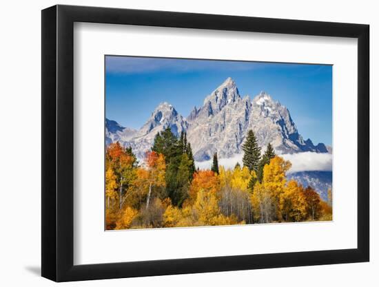 Golden aspen trees and Cathedral Group, Grand Teton National Park.-Adam Jones-Framed Photographic Print