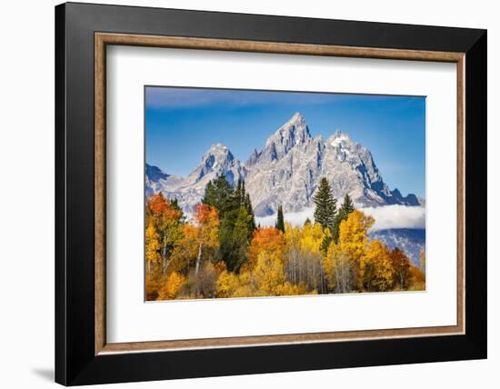 Golden aspen trees and Cathedral Group, Grand Teton National Park.-Adam Jones-Framed Photographic Print