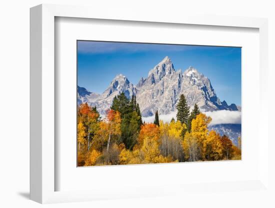 Golden aspen trees and Cathedral Group, Grand Teton National Park.-Adam Jones-Framed Photographic Print