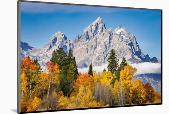 Golden aspen trees and Cathedral Group, Grand Teton National Park.-Adam Jones-Mounted Photographic Print