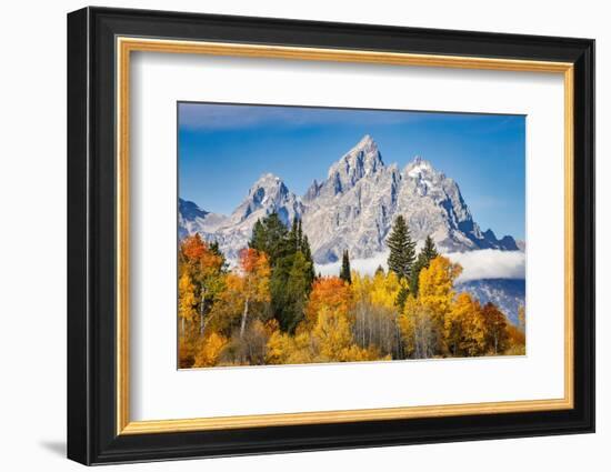 Golden aspen trees and Cathedral Group, Grand Teton National Park.-Adam Jones-Framed Photographic Print