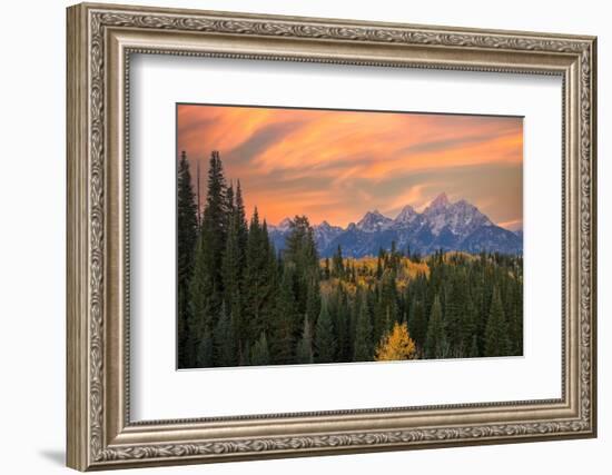 Golden aspen trees and Teton Range in early morning, Grand Teton National Park.-Adam Jones-Framed Photographic Print