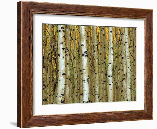 Golden Aspens-Adolphson-Framed Art Print