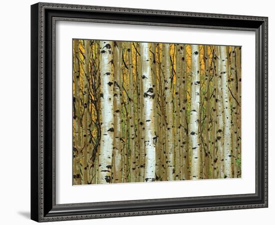 Golden Aspens-Adolphson-Framed Art Print