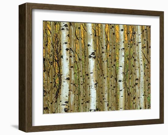 Golden Aspens-Adolphson-Framed Art Print