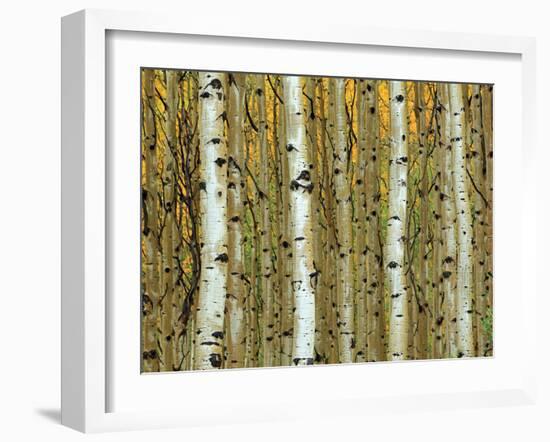 Golden Aspens-Adolphson-Framed Art Print