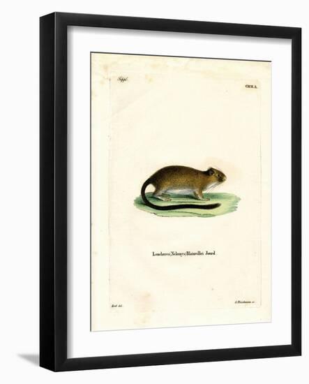 Golden Atlantic Tree Rat-null-Framed Giclee Print