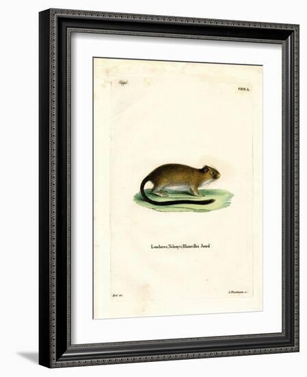 Golden Atlantic Tree Rat-null-Framed Giclee Print