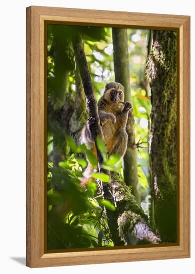 Golden Bamboo Lemur (Hapalemur Aureus) Male Eating Bamboo-Shoot-Konrad Wothe-Framed Premier Image Canvas