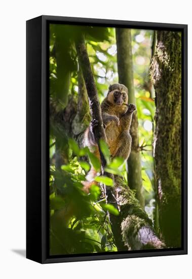 Golden Bamboo Lemur (Hapalemur Aureus) Male Eating Bamboo-Shoot-Konrad Wothe-Framed Premier Image Canvas