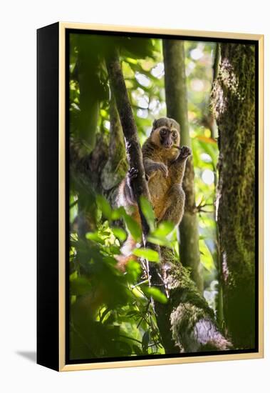 Golden Bamboo Lemur (Hapalemur Aureus) Male Eating Bamboo-Shoot-Konrad Wothe-Framed Premier Image Canvas