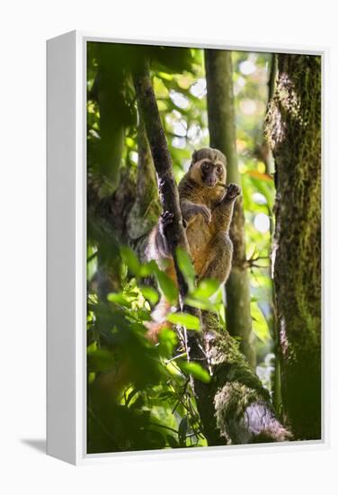 Golden Bamboo Lemur (Hapalemur Aureus) Male Eating Bamboo-Shoot-Konrad Wothe-Framed Premier Image Canvas