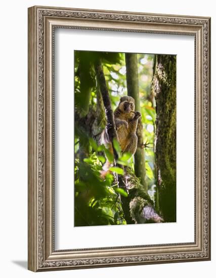 Golden Bamboo Lemur (Hapalemur Aureus) Male Eating Bamboo-Shoot-Konrad Wothe-Framed Photographic Print